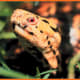 what-you-should-know-about-eastern-box-turtles