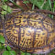 what-you-should-know-about-eastern-box-turtles