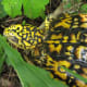 what-you-should-know-about-eastern-box-turtles
