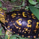 what-you-should-know-about-eastern-box-turtles