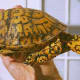 what-you-should-know-about-eastern-box-turtles