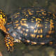 what-you-should-know-about-eastern-box-turtles