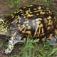 what-you-should-know-about-eastern-box-turtles