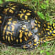 what-you-should-know-about-eastern-box-turtles
