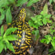 what-you-should-know-about-eastern-box-turtles