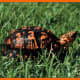 what-you-should-know-about-eastern-box-turtles