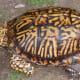 what-you-should-know-about-eastern-box-turtles