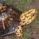 what-you-should-know-about-eastern-box-turtles