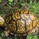 what-you-should-know-about-eastern-box-turtles