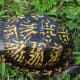 what-you-should-know-about-eastern-box-turtles