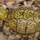 what-you-should-know-about-eastern-box-turtles