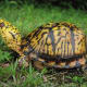 what-you-should-know-about-eastern-box-turtles