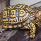 what-you-should-know-about-eastern-box-turtles