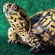 what-you-should-know-about-eastern-box-turtles