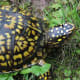 what-you-should-know-about-eastern-box-turtles