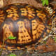 what-you-should-know-about-eastern-box-turtles
