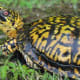 what-you-should-know-about-eastern-box-turtles