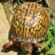 what-you-should-know-about-eastern-box-turtles