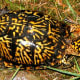 what-you-should-know-about-eastern-box-turtles