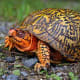 what-you-should-know-about-eastern-box-turtles
