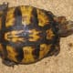 what-you-should-know-about-eastern-box-turtles