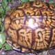 what-you-should-know-about-eastern-box-turtles