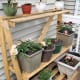 My older daughter salvaged a broken shelf from work, sawing off the broken portions to make a tiered holder for her sister's pots.