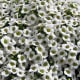 These alyssium have such a wonderful scent!