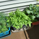 Carrots on the left, Bok Choy on the right and "Strawberry Spinach" in the middle (those didn't do well at all!)