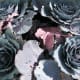 The purple cabbage handled the hail faily well, but they never did quite start to form proper cabbage heads. Next time, fewer cabbages per pot.