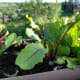 The lettuce heads started off well, but we only ever got to eat one head of it. In this photo, you can see the darkened edges of the lettuce leafs. In no time at all, the lettuce heads suddenly just rotted away, and I don't know why. The beets sur