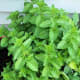 The spearmint did quite well in this planter, but the joi choi didn't do well, and the oregano didn't even sprout.