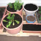 Planters with new transplants, seeds and garlic cloves, set up on our new pallet planter platform for easy rotation.