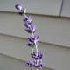 The lavender did okay, but didn't produce a lot of flower spikes. Not enough for the crafting I wanted to do.