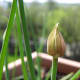 Chive blossoms can be a nice salad addition.