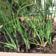 We stored our pots under our new balcony. As we brought this one out, we found chives already growing!