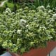 Our oregano did very well.