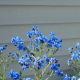 The Forget Me Nots from the seeds given to us by the veterinary hospital that tried to save my daughters cat did all right in the end. We weren't sure how they'd survive the storms, but they surprised us and bloomed quite prettily.