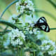 Oregano blossoms brought some beautiful visitors.