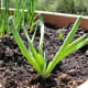 A could of shallots filled in some empty space with our garlic chives.