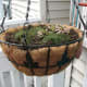 My daughter mounted a hanger quite low for more Hens and Chicks with creeping thyme.