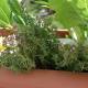 Hidden thyme.