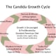 The Candida Growth Cycle