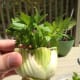 Once the roots are healthy enough and the weather warm enough you can plant!
