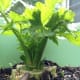 The celery is really starting to take off!