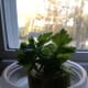 place the celery in a cup of water and wait for roots to grow, I refresh the water every few days.