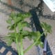 Over the weekend on June 23rd I cut a few of the stalks from my celery plant! we need just a little celery to cut up in potato salad and boy were the pieces green,, crisp and delicious!