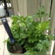 celery as of June 5, 2012, it growing pretty well, I still think it's crazy that this plant came from the scraps in my kitchen!