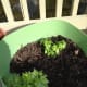 so far (as of May 21, 2012) i have planted two celery plants that I grew from scraps. They are small plants so they can grow in a garden bed or like I did in a large pot.