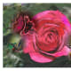Here is another digital collage I made that would make for a great E-card.